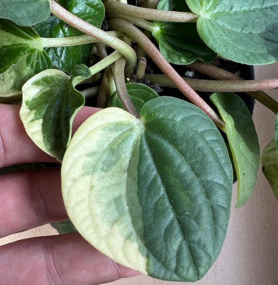 Variegated Peperomia Rana Verde - beautiful succulent - propagation leaf - cuttings