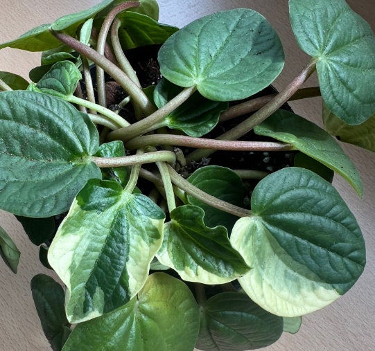 Variegated Peperomia Rana Verde - beautiful succulent - propagation leaf - cuttings