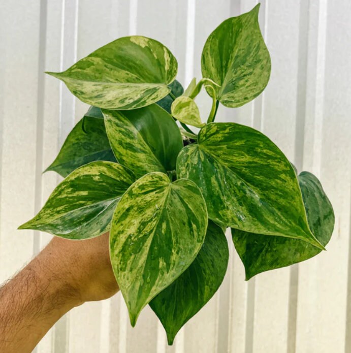 Philodendron Hederaceum Variegata - Rare Plant - Beautiful Plant - Cuttings