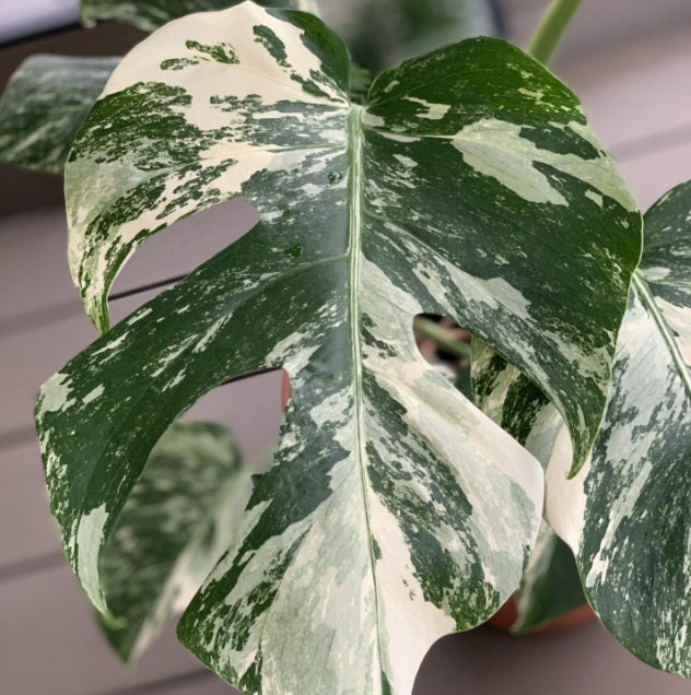 Monstera Deliciosa Albo Variegated - Variegated Monstera - Rare Plants - Monstera Cuttings - Propagation Nodes