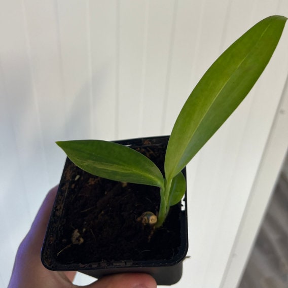 Raphidophora decursvia Dragon Tail variegata - Rare Plant - Beautiful Plant