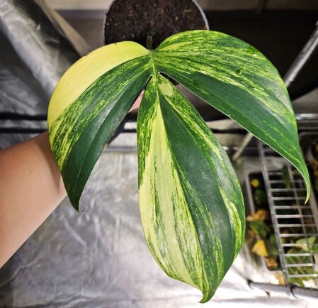 philodendron dragon tail variegated Raphidophora decursvia Dragon Tail variegata - Rare Plant
