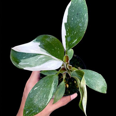 is philodendron white knight rare Philodendron White Knight - Rare Plant - Beautiful Plant