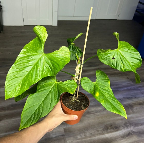Anthurium Balaoanum Variegated - Rare Plant - Beautiful Plant - Cuttings