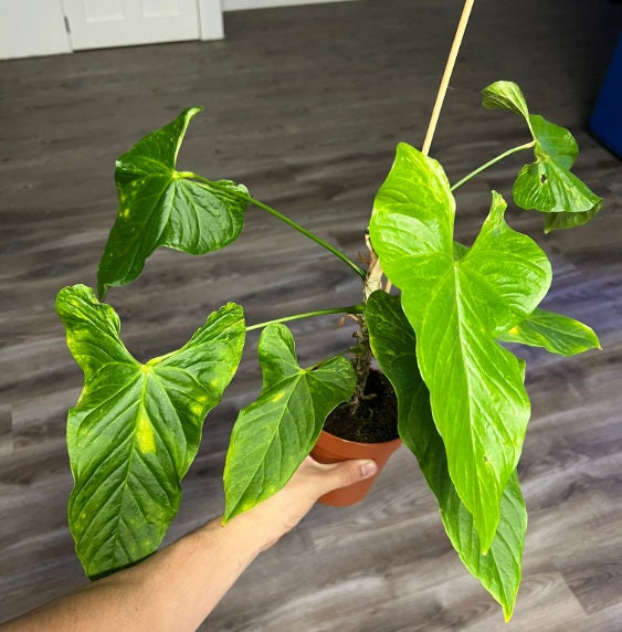 anthurium balaoanum Anthurium Balaoanum Variegated - Rare Plant - Beautiful Plant