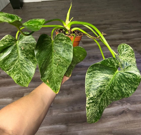 Philodendron Giganteum Marble Blizzard Bont - Rare Plant - Beautiful Plant