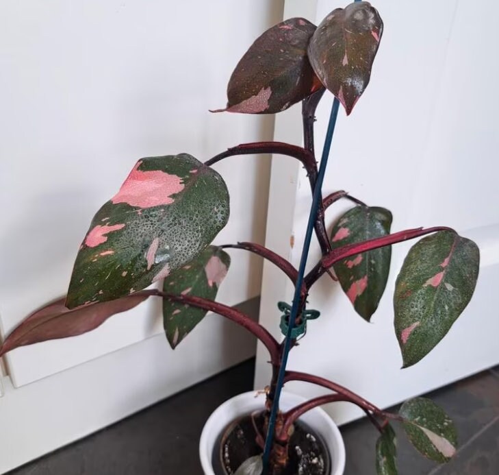 Philodendron Pink Princess - Rare Plant - Beautiful Plant - Cuttings