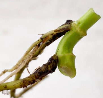 Monstera Adansonii Aurea Variegated - Variegated Monstera - Rare Plants - Monstera Cuttings - Propagation Nodes