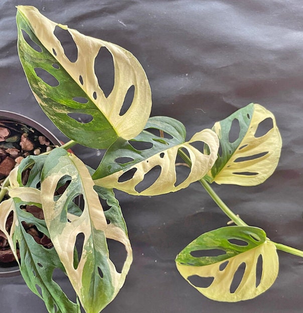 Monstera Adansonii Aurea Variegated - Variegated Monstera - Rare Plants - Monstera Cuttings - Propagation Nodes