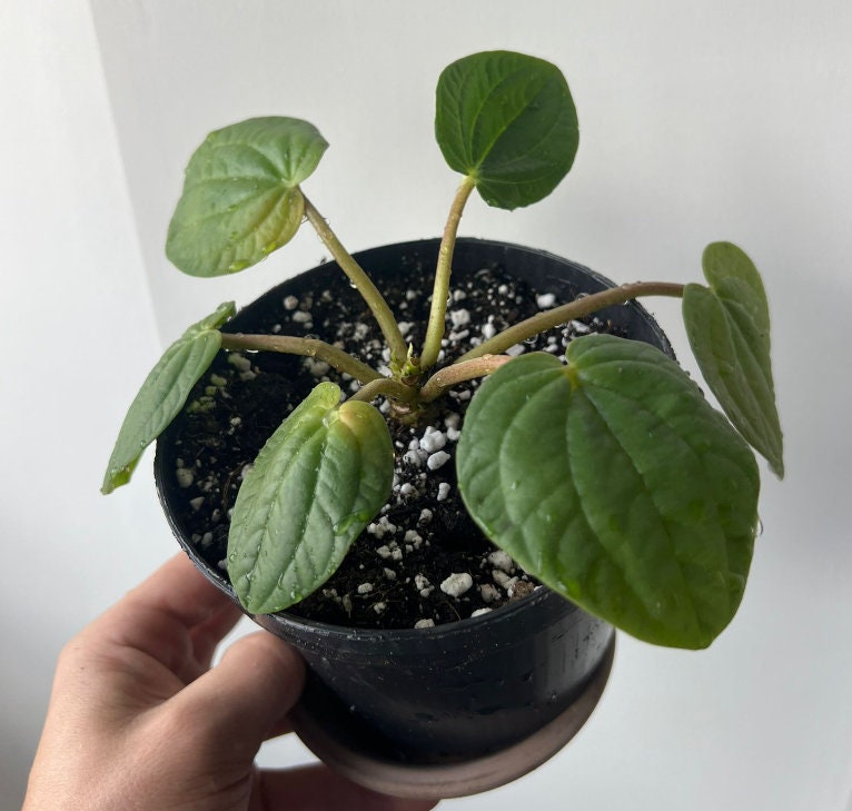 Peperomia Rana Verde - beautiful succulent - propagation leaf - cuttings