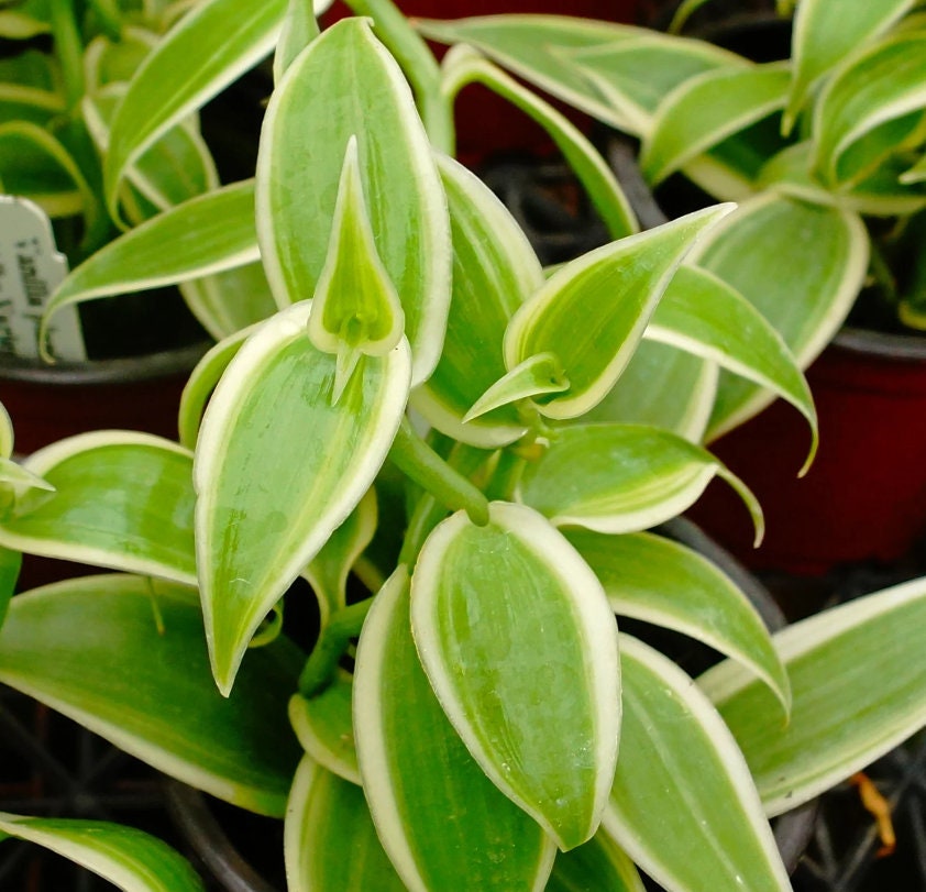 Orchidaceae Vanilla Albo Variegata - Rare Plant - Beautiful Plant - Cuttings