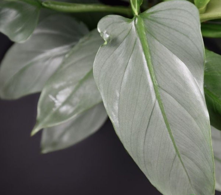 Philodendron Silver Queen - Rare Plant - Beautiful Plant - Cuttings