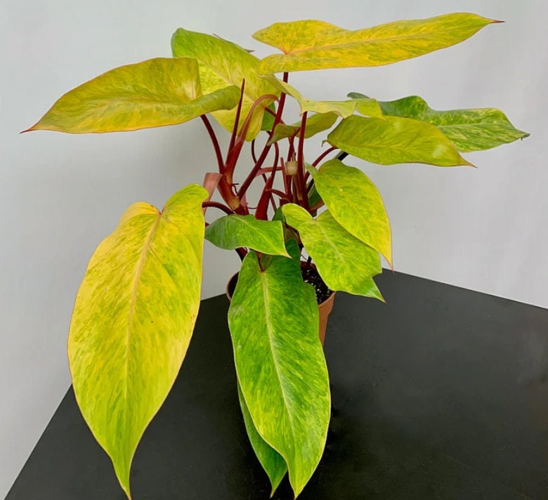 Philodendron Painted Lady - Rare Plant - Beautiful Plant - Cuttings