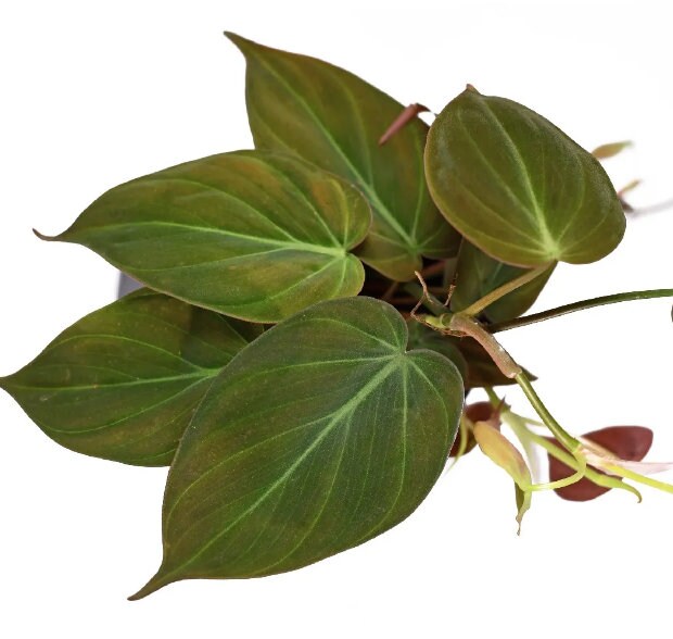 Philodendron Scandens Micans - Rare Plant - Beautiful Plant - Cuttings