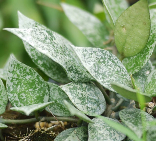 Hoya Lacunosa Splash - succulent plant - 1 Leaf with node