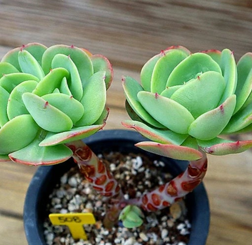 Echeveria Peach Pride - beautiful succulent - propagation leaf