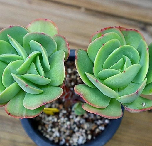 Echeveria Peach Pride - beautiful succulent - propagation leaf