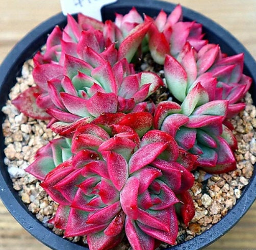 Echeveria Love letter - beautiful succulent - propagation leaf