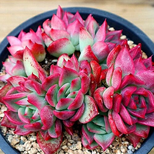 Echeveria Love letter - beautiful succulent - propagation leaf