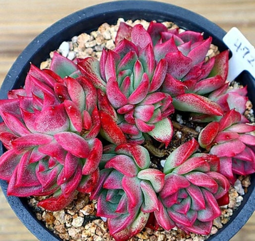 Echeveria Love letter - beautiful succulent - propagation leaf