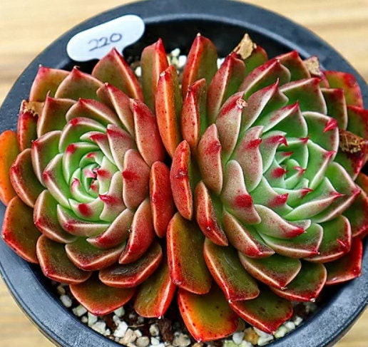 Echeveria Rudolf - beautiful succulent - propagation leaf