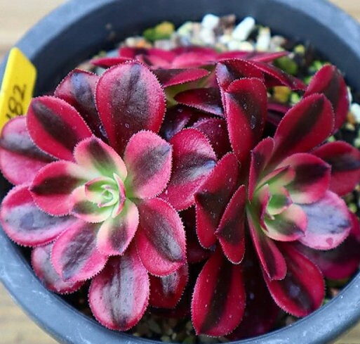 Aeonium Medusa - beautiful succulent - propagation leaf
