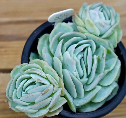Echeveria Mexico Rose - beautiful succulent - propagation leaf
