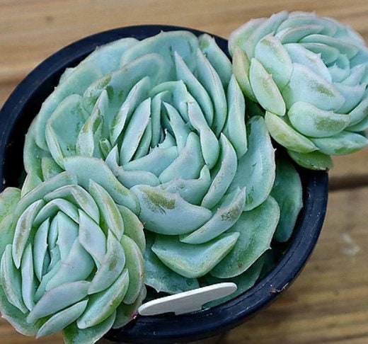 Echeveria Mexico Rose - beautiful succulent - propagation leaf
