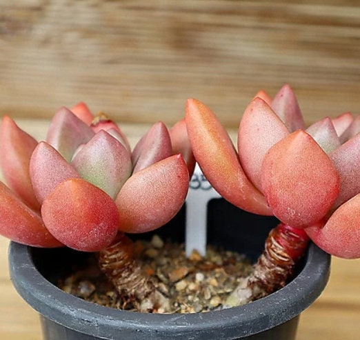 Echeveria Rubydona - beautiful succulent - propagation leaf