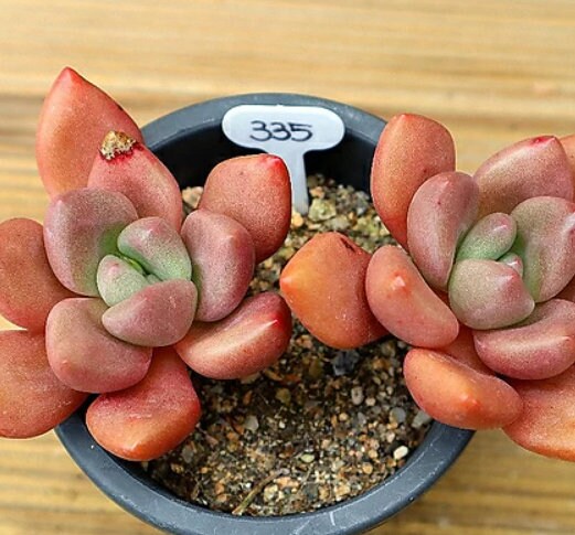 Echeveria Rubydona - beautiful succulent - propagation leaf