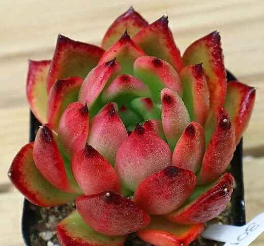 Echeveria Morgain - beautiful succulent - propagation leaf