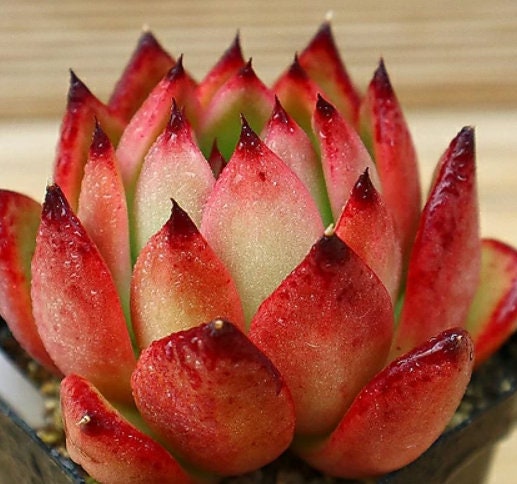 Echeveria Morgain - beautiful succulent - propagation leaf