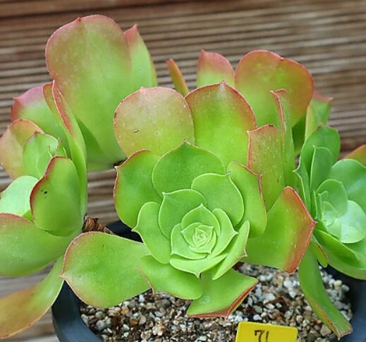 Aeonium Tabuliforme - beautiful succulent - propagation leaf
