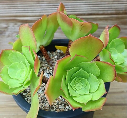 Aeonium Tabuliforme - beautiful succulent - propagation leaf