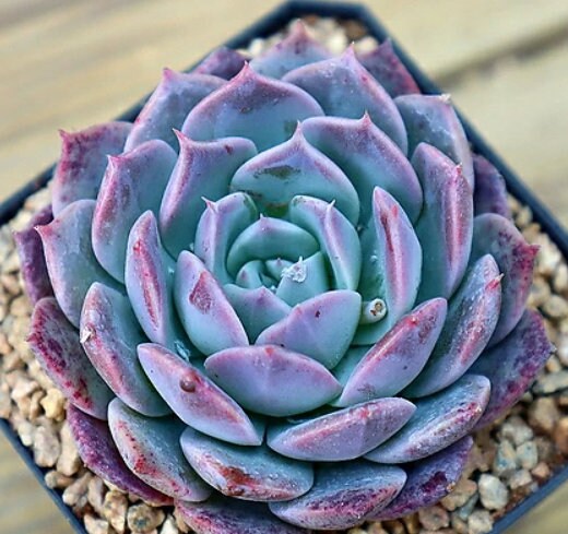 Echeveria Shelley - beautiful succulent - propagation leaf