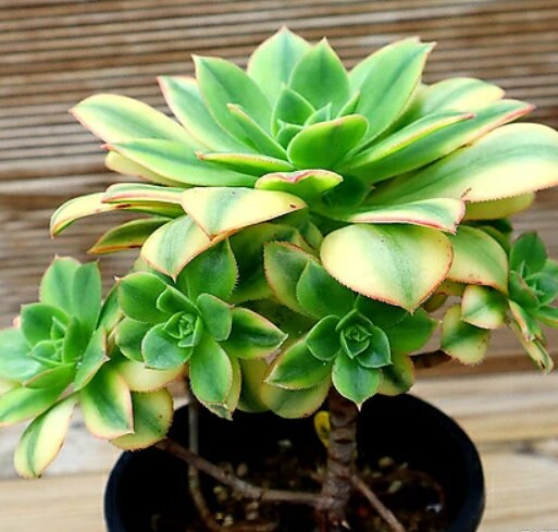 Aeonium Starburst - beautiful succulent - propagation leaf