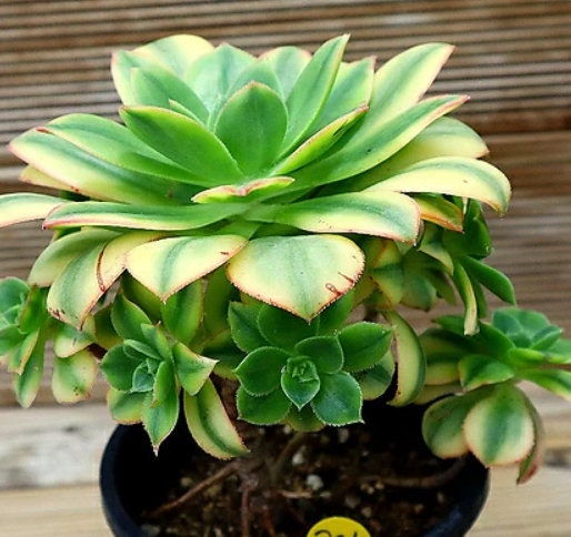 Aeonium Starburst - beautiful succulent - propagation leaf