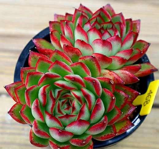 Echeveria Arcane - beautiful succulent - propagation leaf