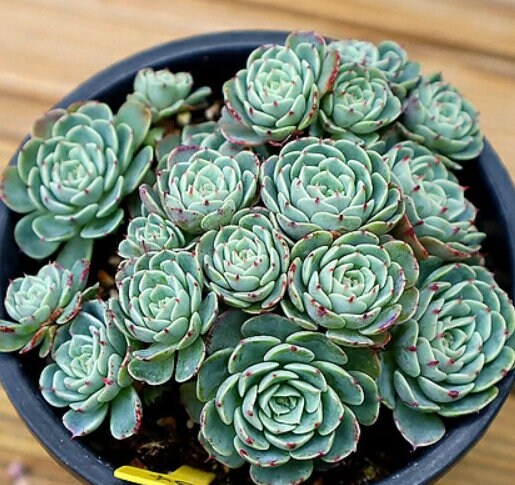 Echeveria Wonjong Reglensis- beautiful succulent - propagation leaf
