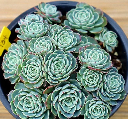 Echeveria Wonjong Reglensis- beautiful succulent - propagation leaf