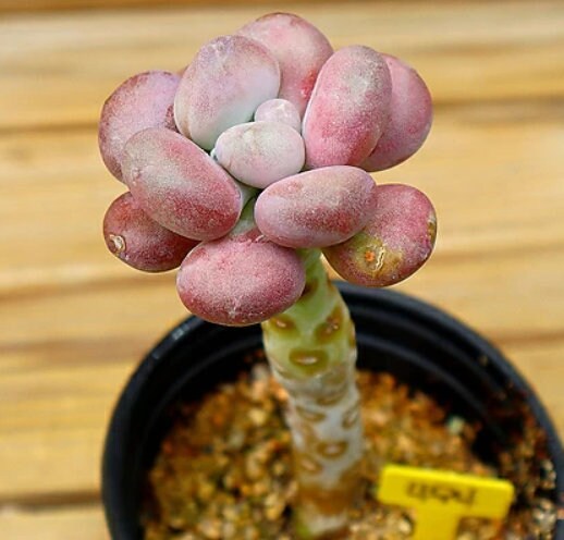 Pachyphytum Oviferum Tsukibijin - beautiful succulent - propagation leaf