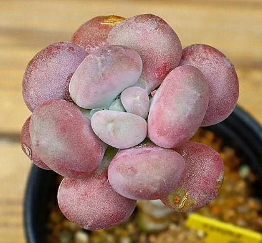 Pachyphytum Oviferum Tsukibijin - beautiful succulent - propagation leaf