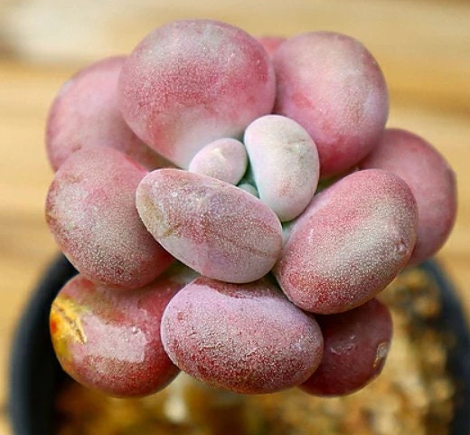 Pachyphytum Oviferum Tsukibijin - beautiful succulent - propagation leaf