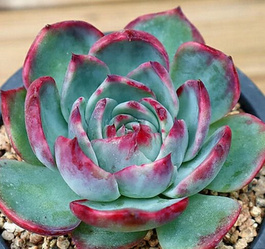 Echeveria Casio - beautiful succulent - propagation leaf