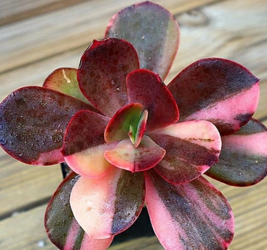 Echeveria Variegated - beautiful succulent - propagation leaf
