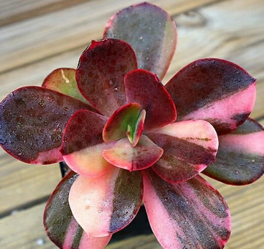 Echeveria Variegated - beautiful succulent - propagation leaf