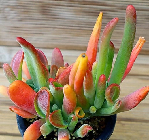 Kalanchoe Luciae Oricula - beautiful succulent - propagation leaf