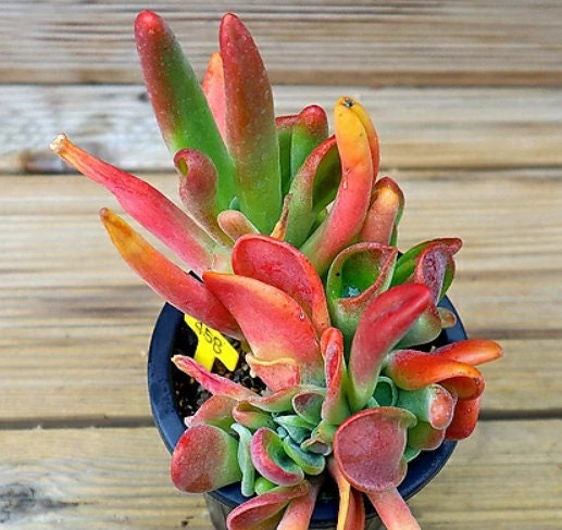 Kalanchoe Luciae Oricula - beautiful succulent - propagation leaf