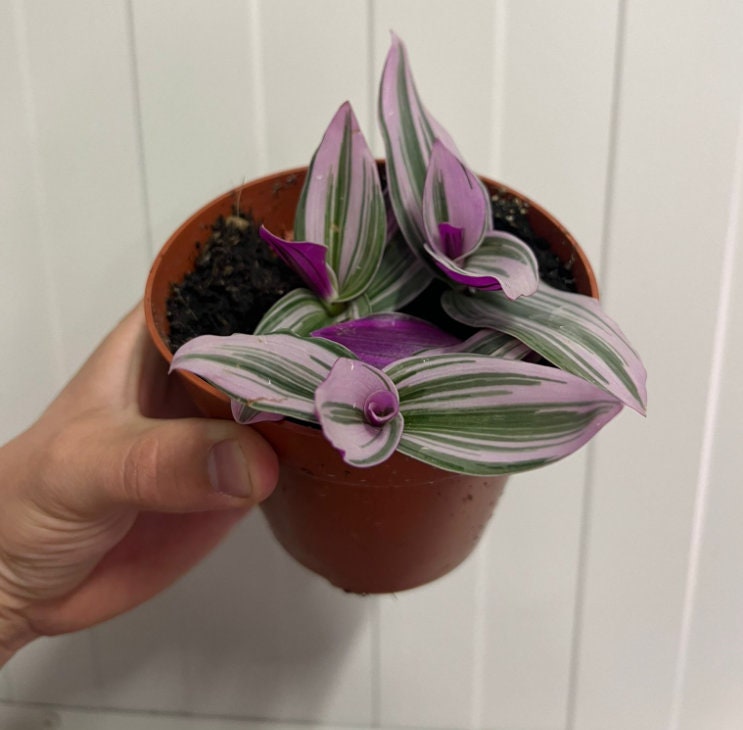 Tradescantia Albiflora Nanouk - beautiful plant - rare plant - pink, white and green plant