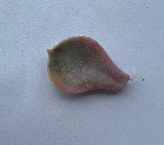 Echeveria West Rainbow - beautiful succulent - propagation leaf